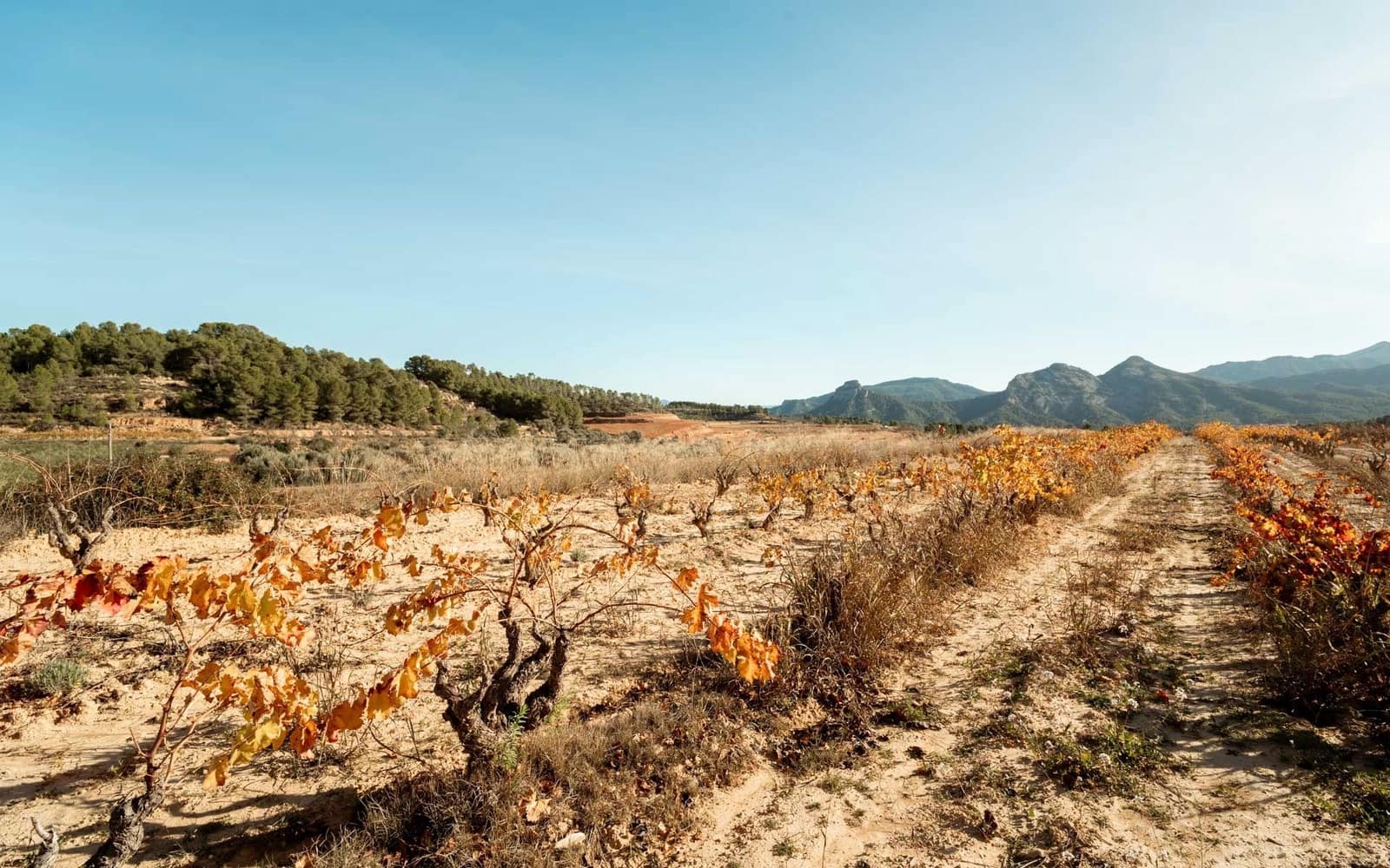 Building Plot for sale in Bot - € 90,000 (Ref: 9588501)