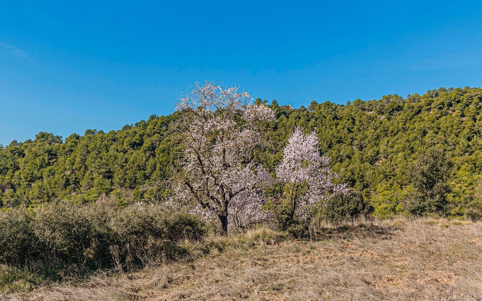 5 Zimmer Finca/Landgut zu verkaufen in Naves - 590.000 € (Ref: 9652409)