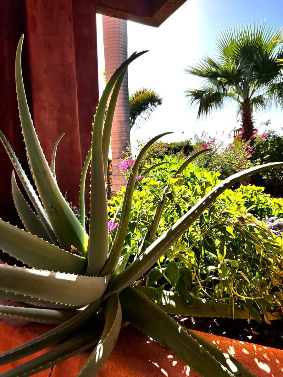 2 soveværelse Strandlejlighed til salg i Palm-Mar med swimmingpool garage - € 650.000 (Ref: 8981082)