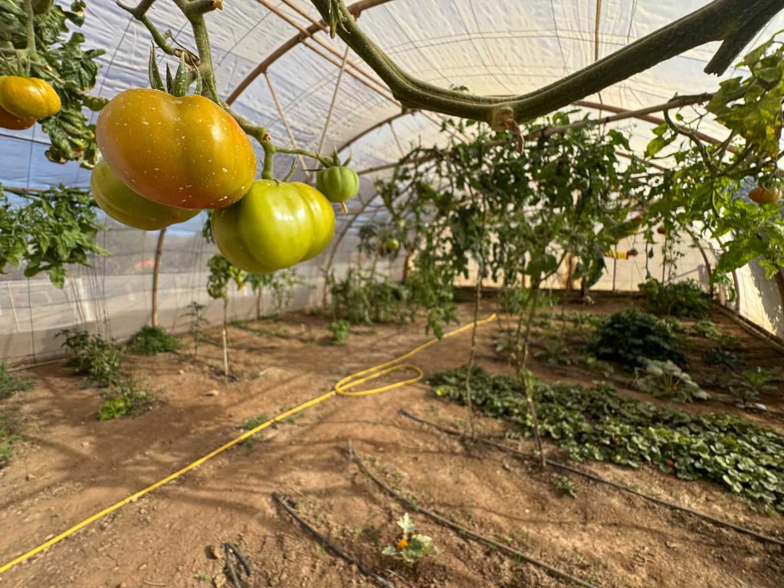 4 soverom Villa til salgs i Tuineje med svømmebasseng garasje - € 540 000 (Ref: 8825315)