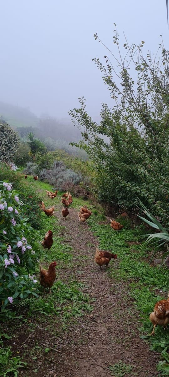 2 soveværelse Finca/Landehus til salg i Moya med garage - € 185.000 (Ref: 9285248)