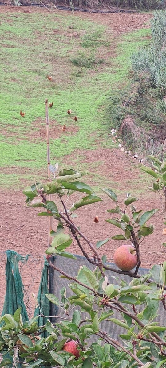 2 soveværelse Finca/Landehus til salg i Moya med garage - € 185.000 (Ref: 9285248)