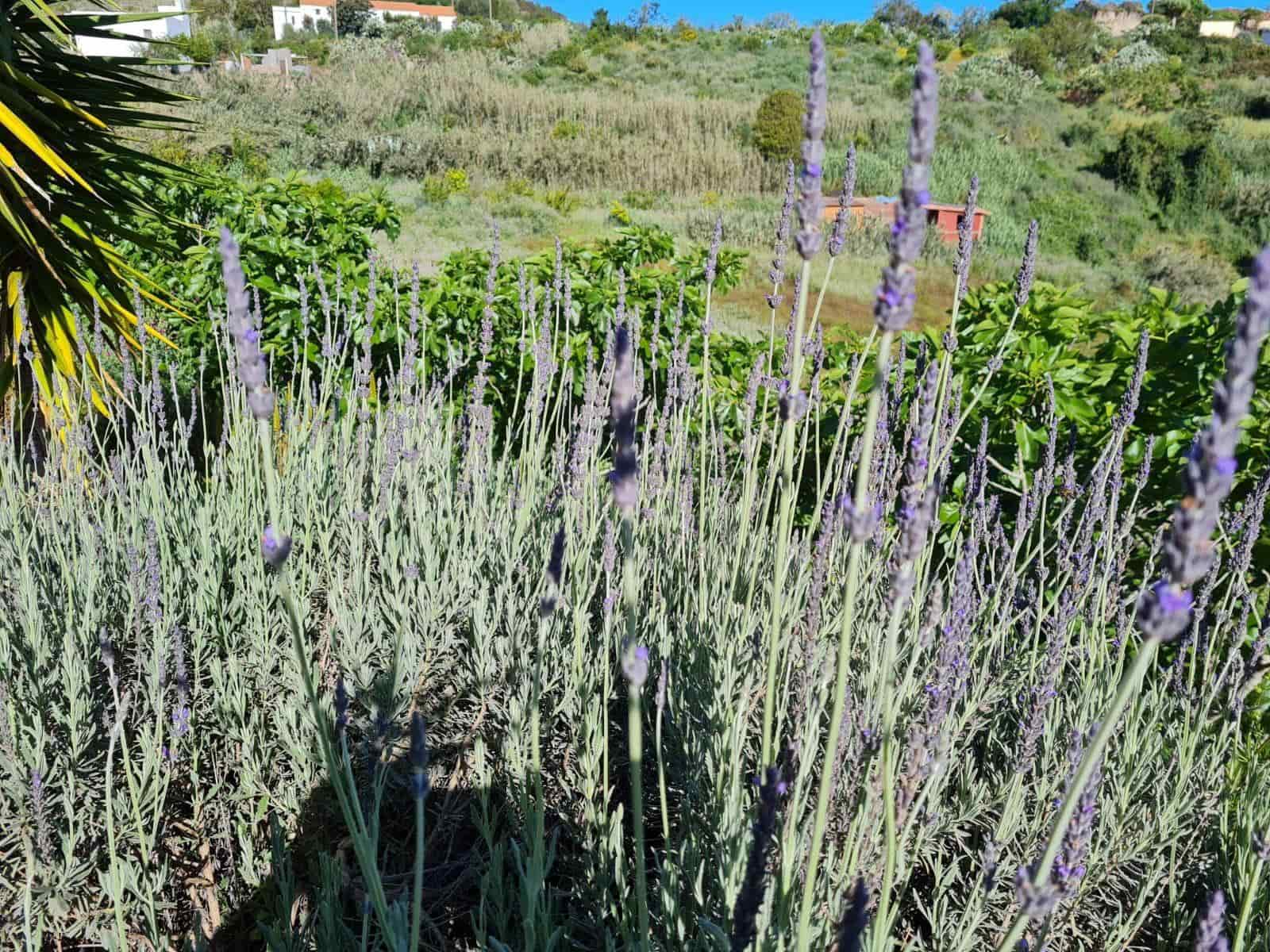 2 soveværelse Finca/Landehus til salg i Moya med garage - € 185.000 (Ref: 9285248)