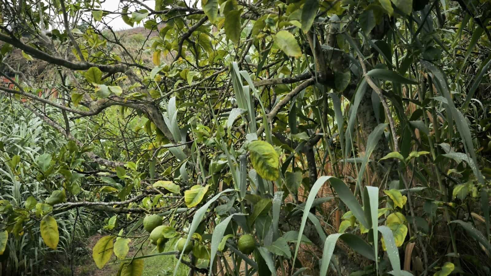 2 soveværelse Finca/Landehus til salg i Moya med garage - € 185.000 (Ref: 9285248)