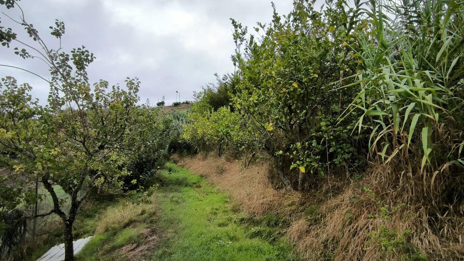 2 soveværelse Finca/Landehus til salg i Moya med garage - € 185.000 (Ref: 9285248)