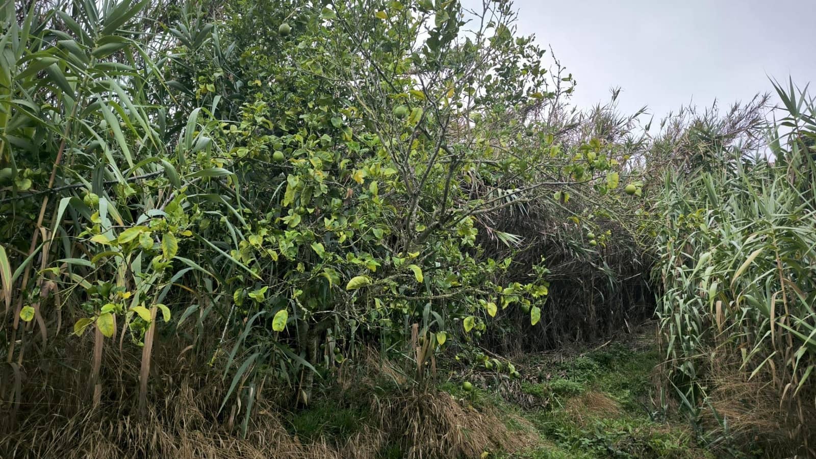 2 soveværelse Finca/Landehus til salg i Moya med garage - € 185.000 (Ref: 9285248)