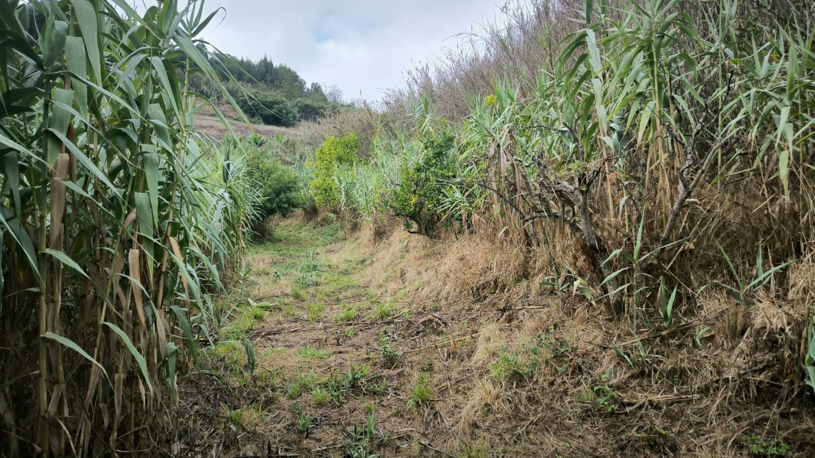 2 soveværelse Finca/Landehus til salg i Moya med garage - € 185.000 (Ref: 9285248)