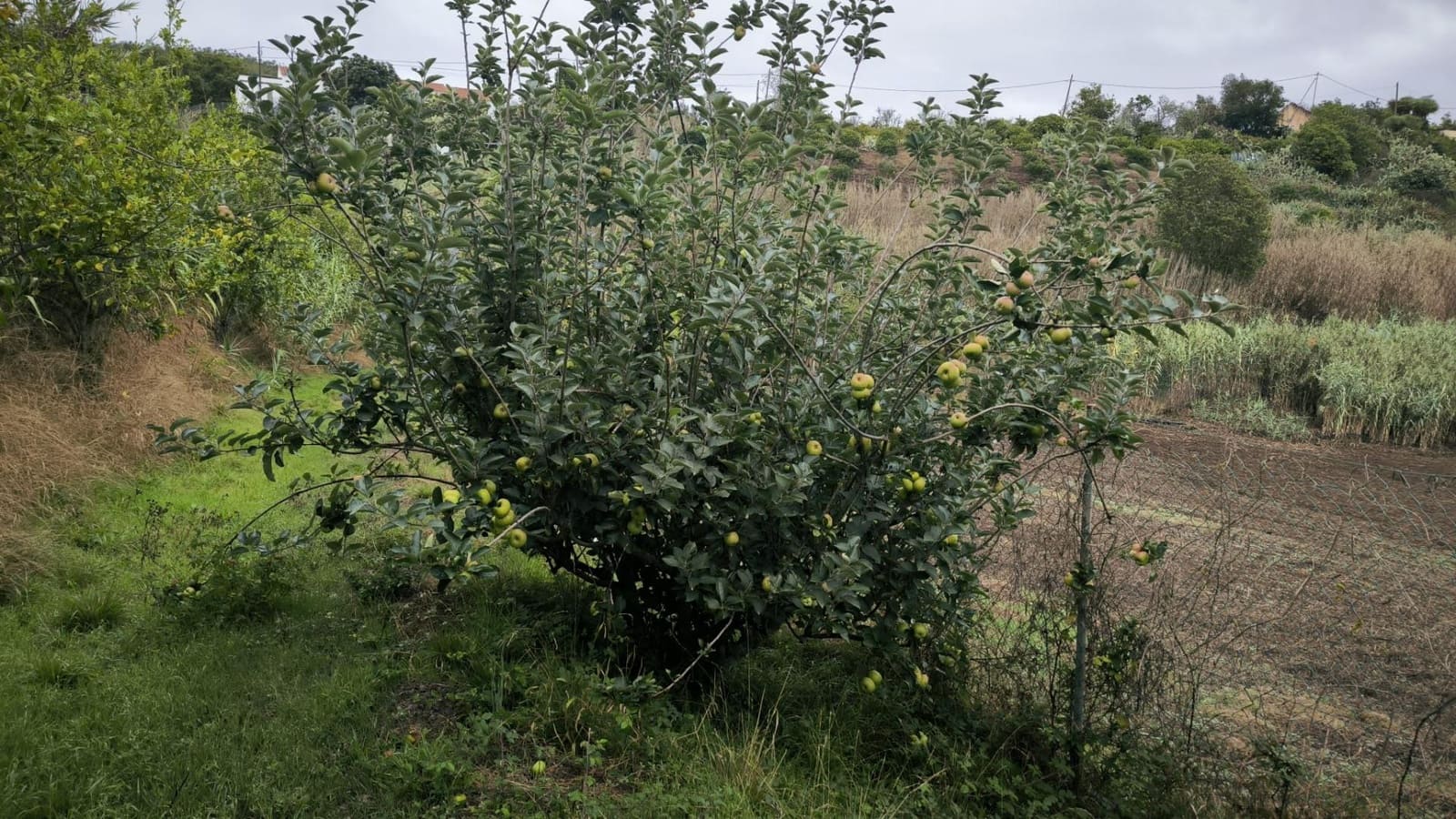 2 soveværelse Finca/Landehus til salg i Moya med garage - € 185.000 (Ref: 9285248)