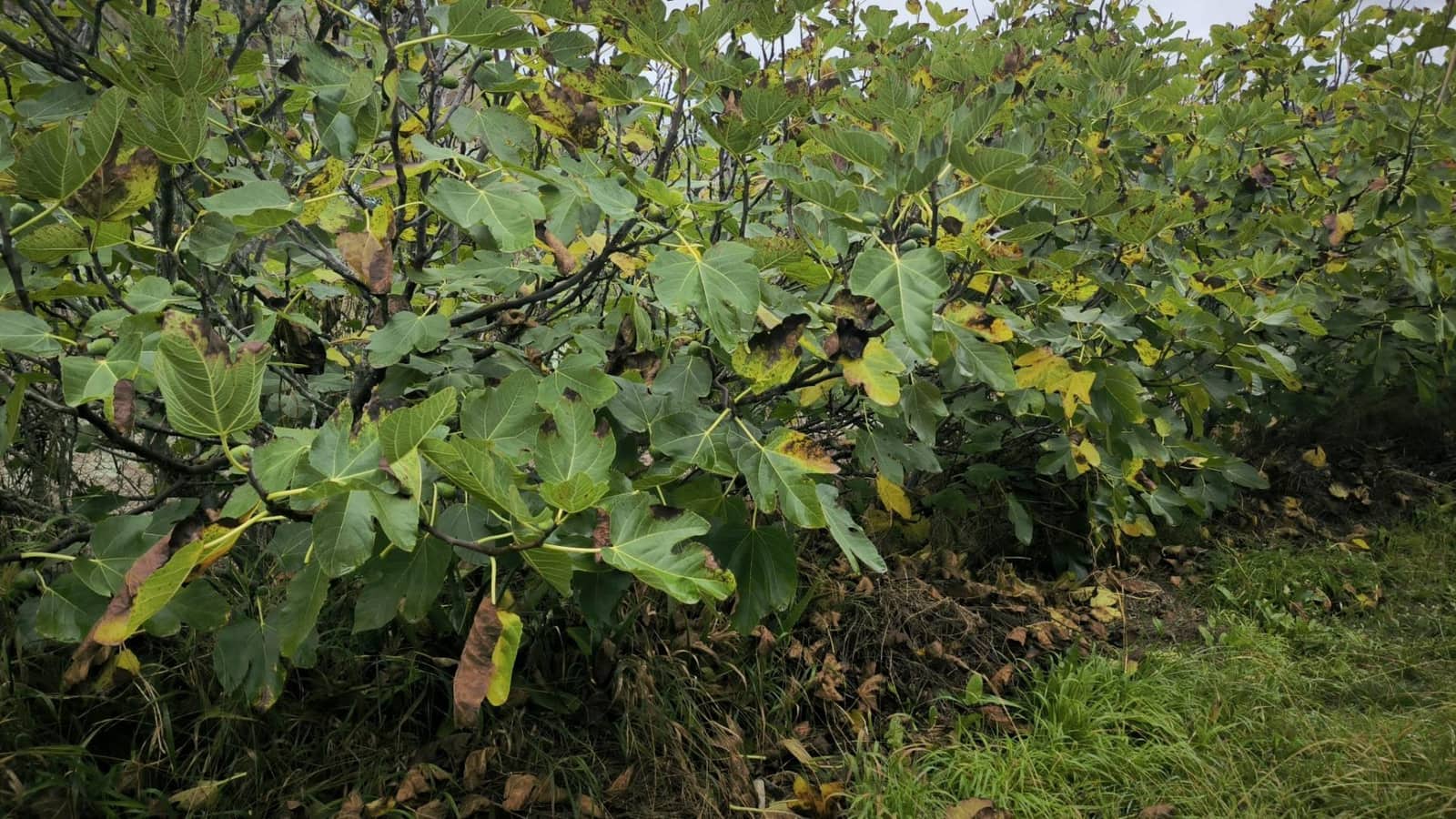 2 soveværelse Finca/Landehus til salg i Moya med garage - € 185.000 (Ref: 9285248)