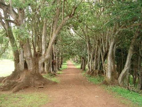 Byggetomt til salgs i Arucas - € 128 000 (Ref: 9794665)