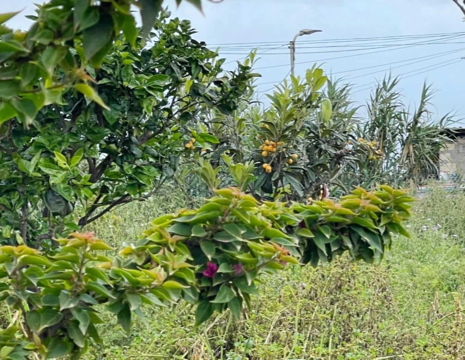 2 slaapkamer Finca/Landhuis te koop in Moya - € 159.000 (Ref: 9797151)