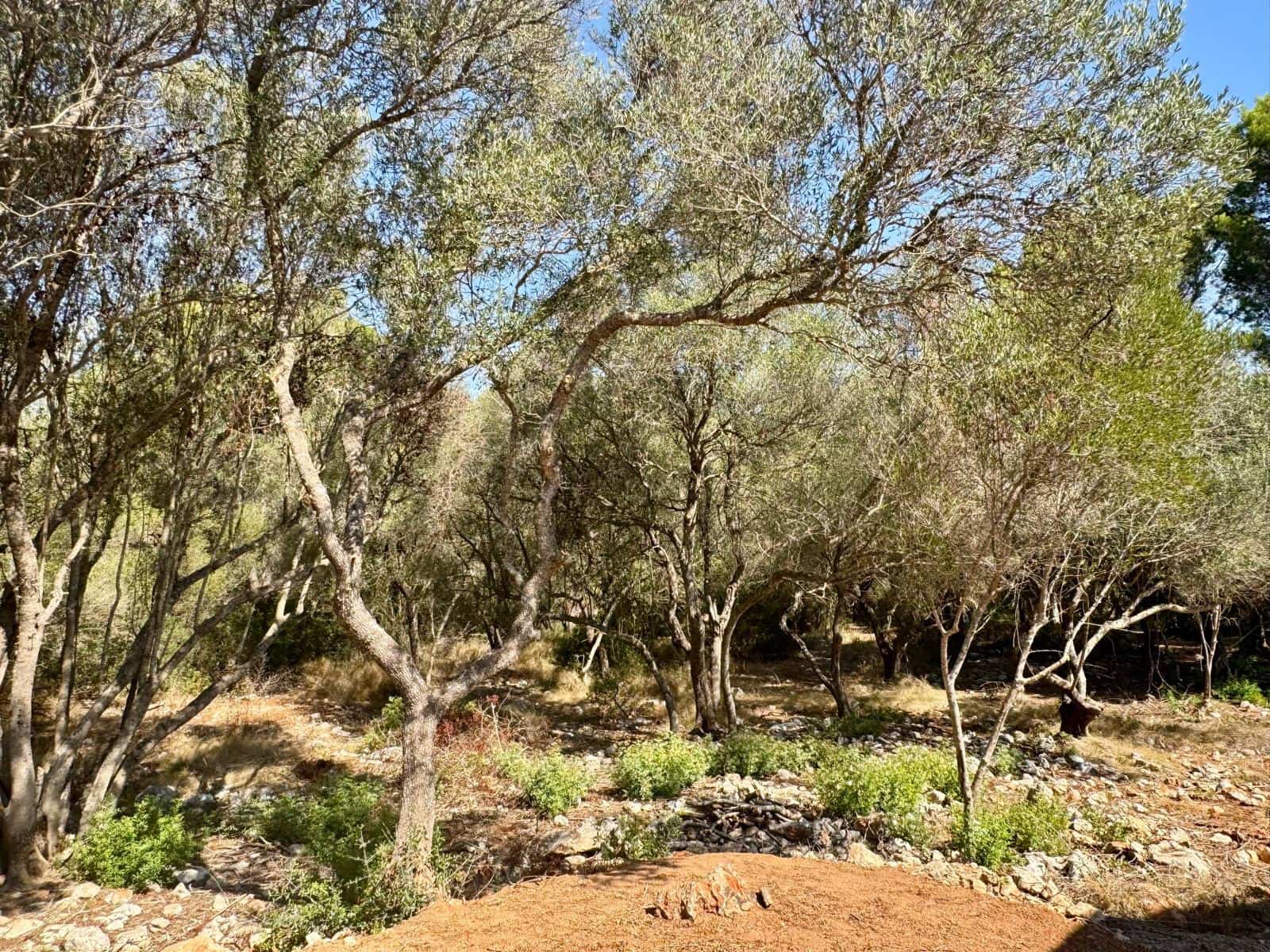 3 Zimmer Finca/Landgut zu vermieten in Portocolom mit Pool Garage - 4.000 € (Ref: 10021306)