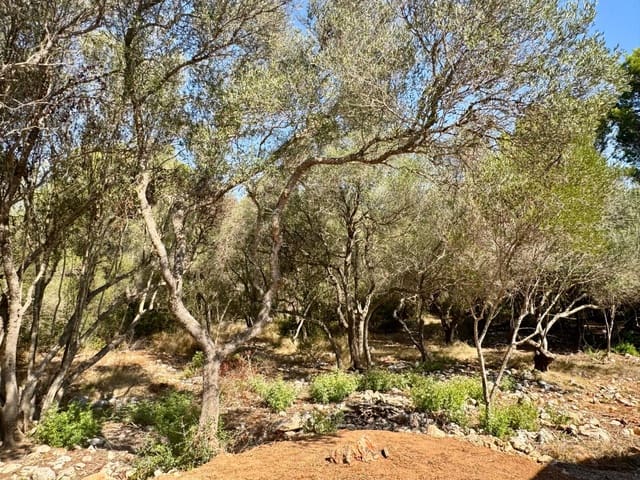 3 Zimmer Finca/Landgut zu vermieten in Portocolom, Felanitx mit Pool Garage - 4.000 € (Ref: 10021306)