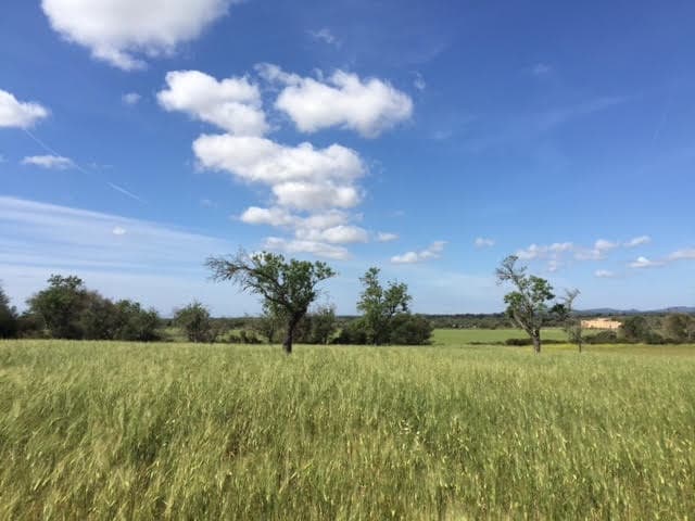 Finca/Country House for sale in Manacor - € 961,000 (Ref: 6475140)