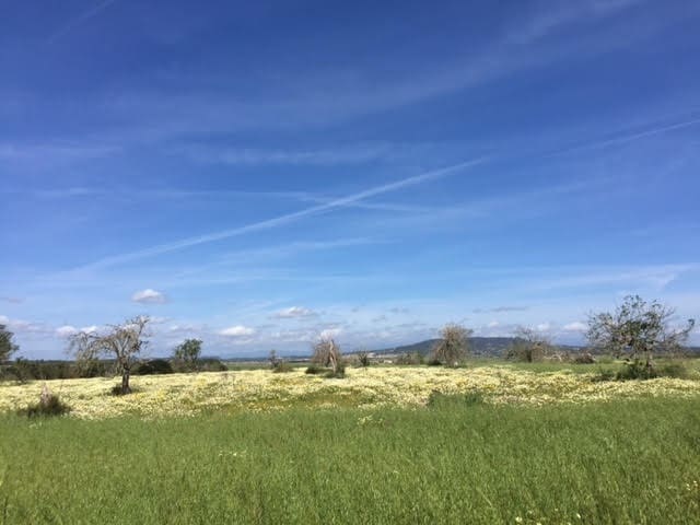 Finca/Country House for sale in Manacor - € 961,000 (Ref: 6475140)