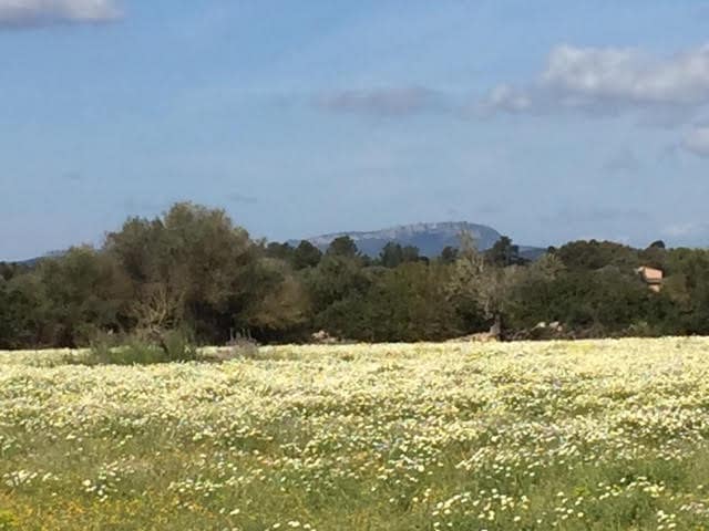 Finca/Country House for sale in Manacor - € 961,000 (Ref: 6475140)