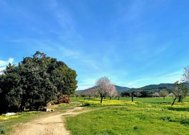 Ubebygd land til salgs i Cas Concos - € 420 000 (Ref: 6475200)