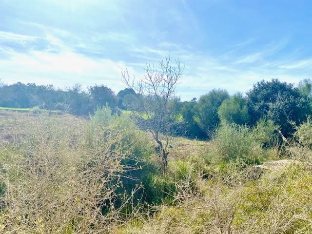 Teren niezagospodarowany na sprzedaż w Cas Concos, Felanitx - 420 000 € (Ref: 6475200)