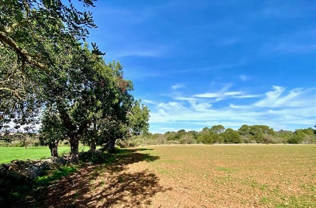 Teren niezagospodarowany na sprzedaż w Cas Concos, Felanitx - 420 000 € (Ref: 6475200)