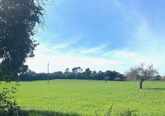 Ubebygd land til salgs i Cas Concos - € 420 000 (Ref: 6475200)