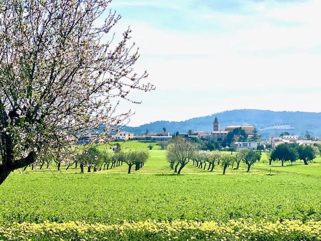 Ubebygd land til salgs i Cas Concos - € 420 000 (Ref: 6475200)