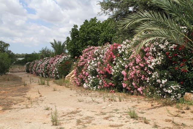 5 soveværelse Finca/Landehus til salg i Porreres med swimmingpool garage - € 2.600.000 (Ref: 6482788)