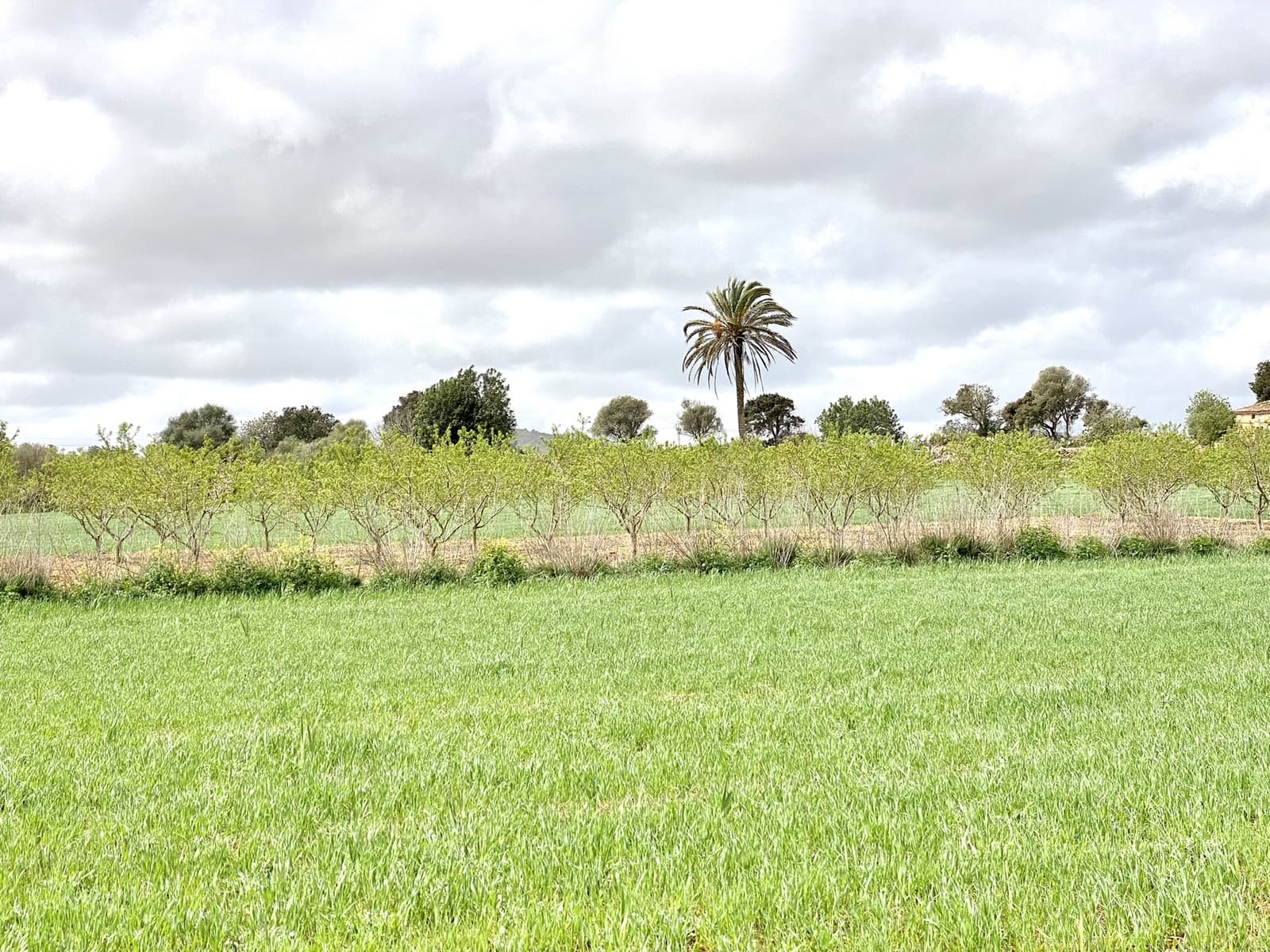 Undeveloped Land for sale in Porreres - € 160,000 (Ref: 7000762)
