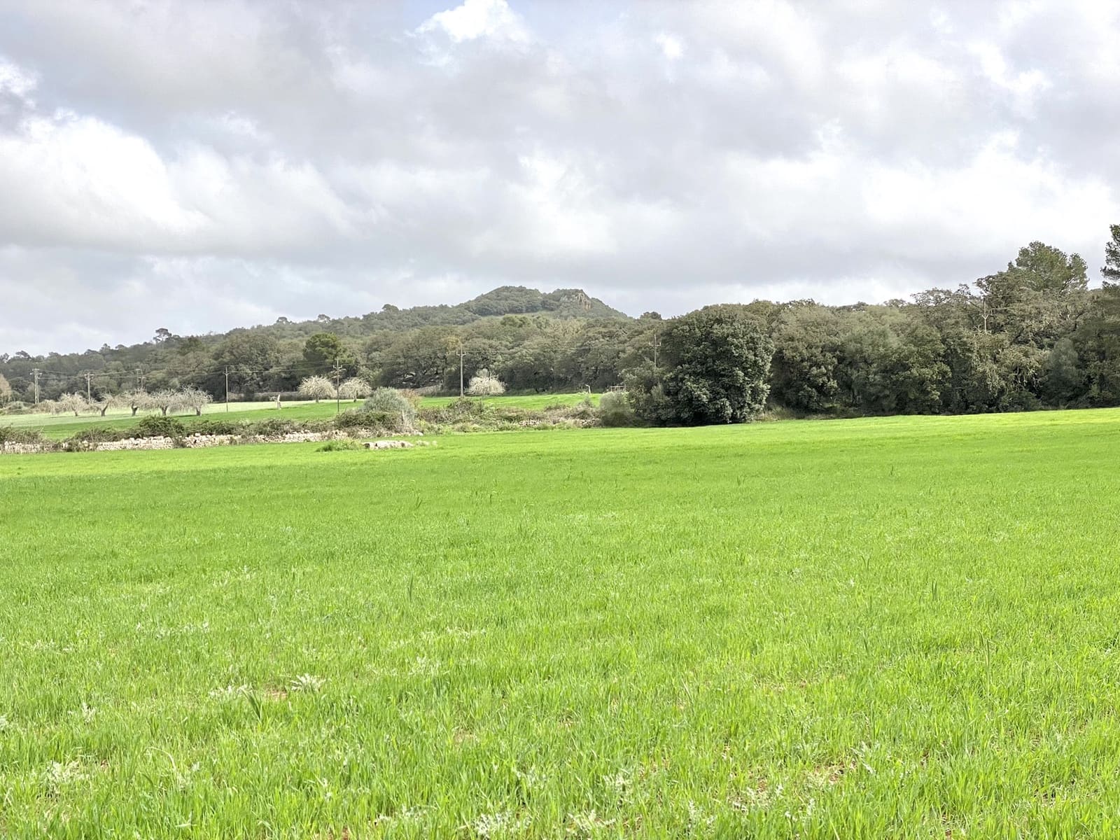 Undeveloped Land for sale in Porreres - € 160,000 (Ref: 7000762)