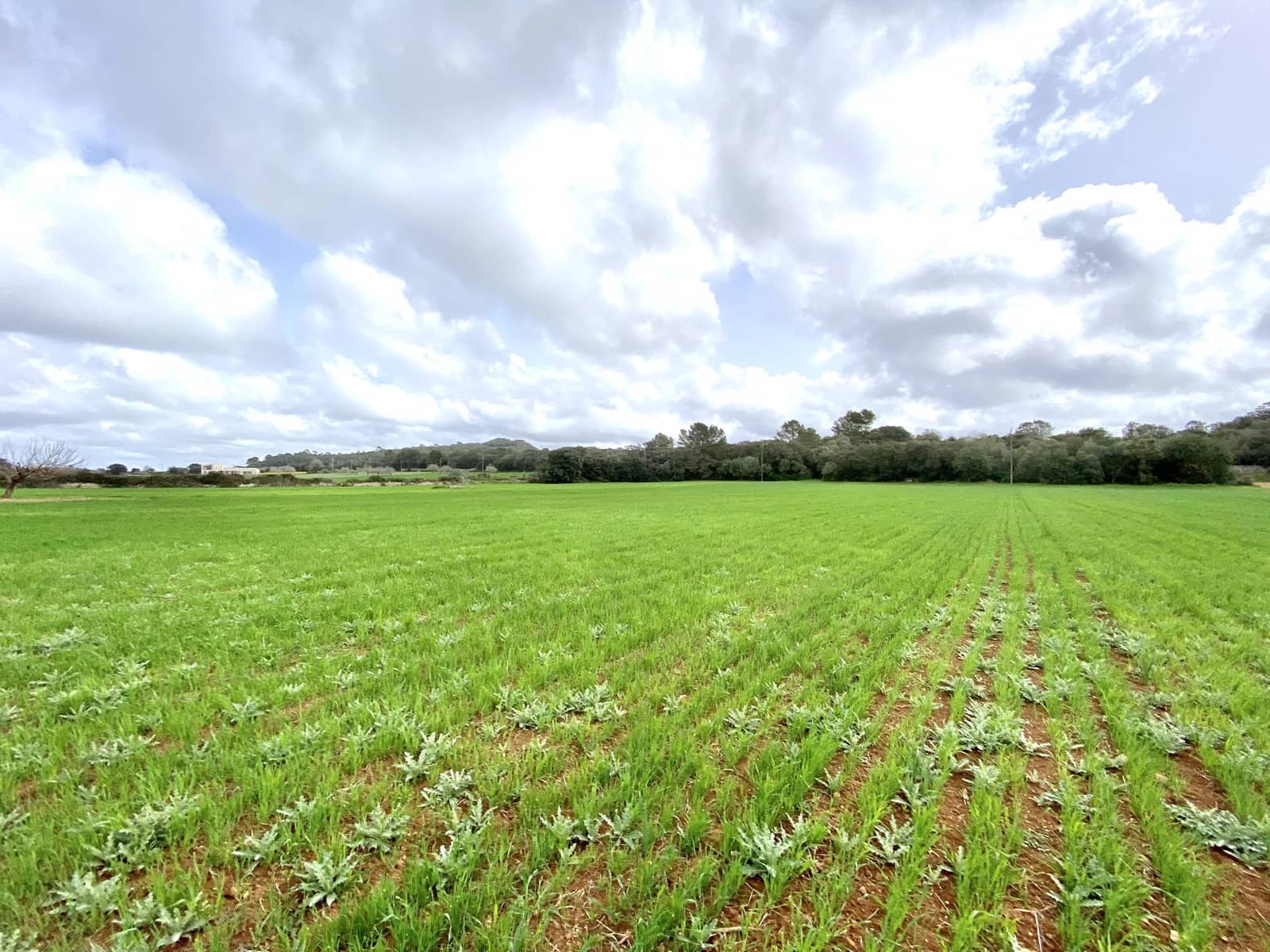 Undeveloped Land for sale in Porreres - € 160,000 (Ref: 7000762)
