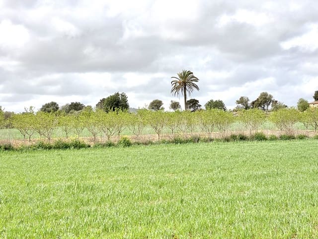 Undeveloped Land for sale in Porreres - € 160,000 (Ref: 7000762)