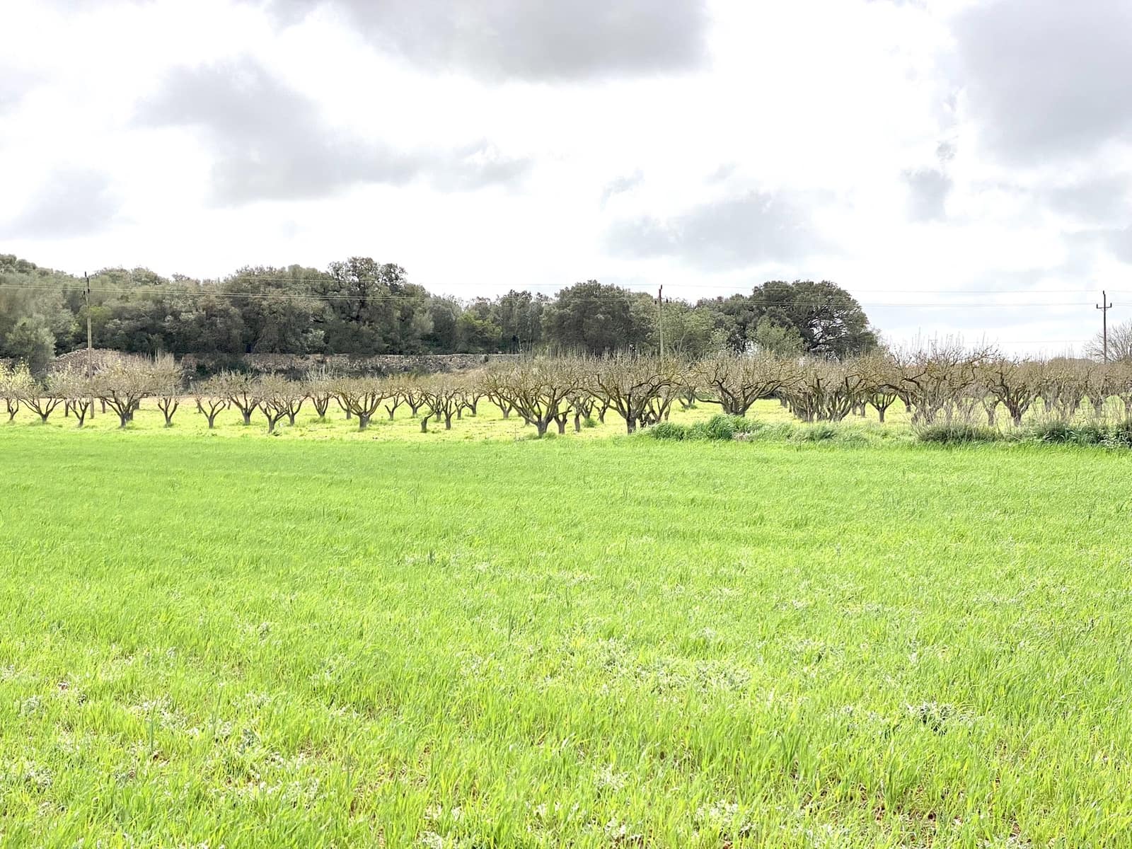 Undeveloped Land for sale in Porreres - € 160,000 (Ref: 7000762)