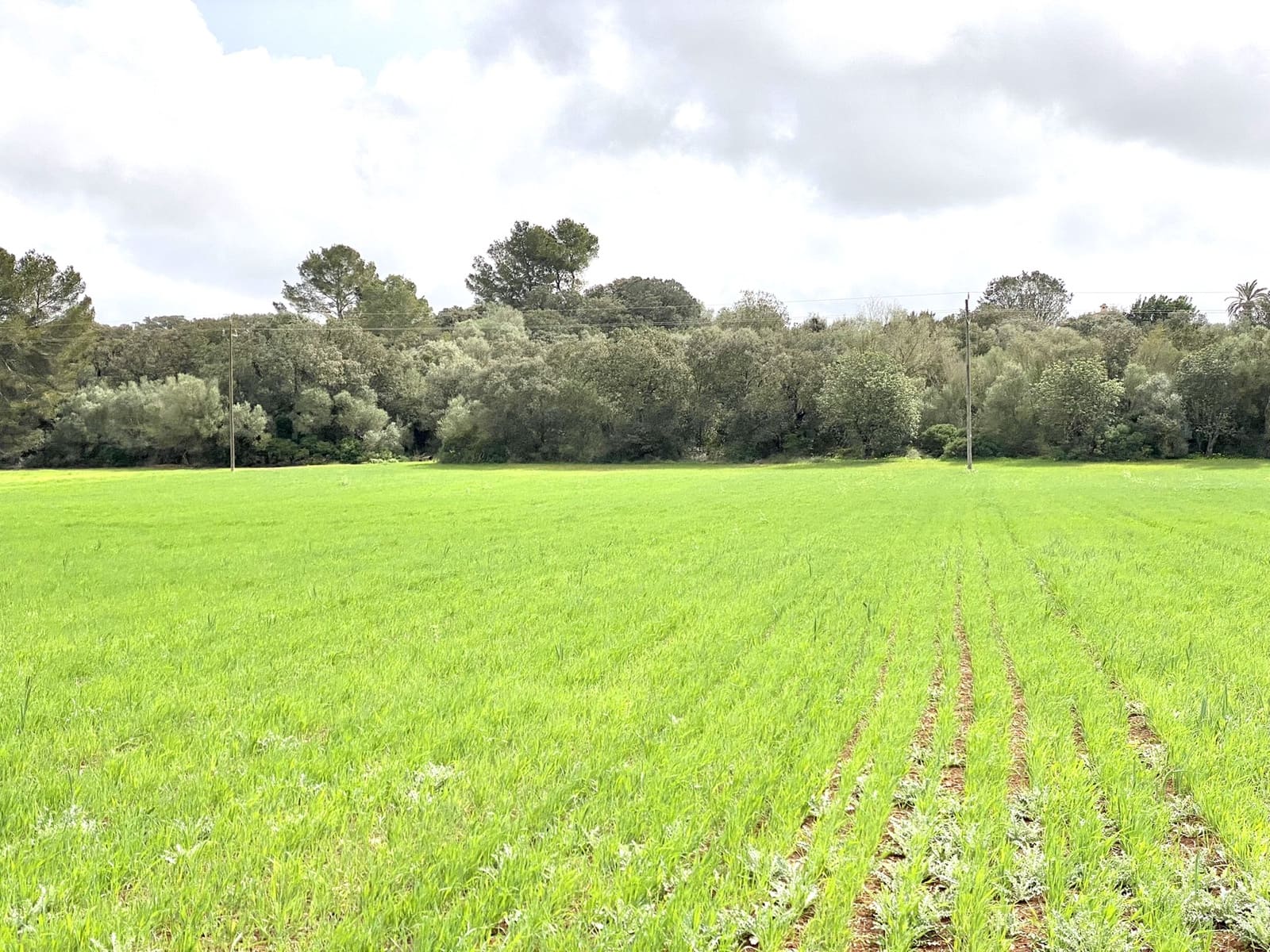 Undeveloped Land for sale in Porreres - € 160,000 (Ref: 7000762)