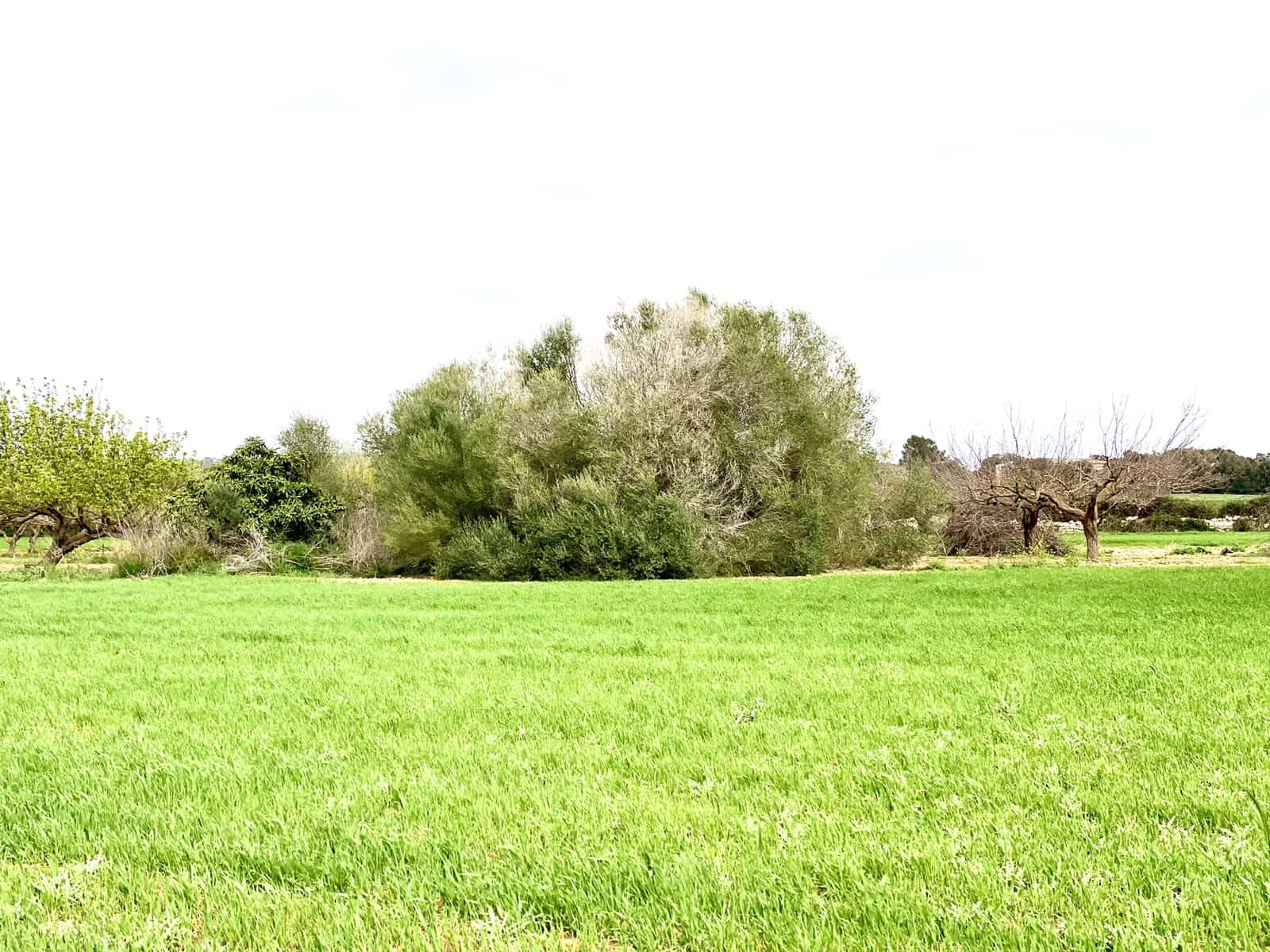 Undeveloped Land for sale in Porreres - € 160,000 (Ref: 7000762)