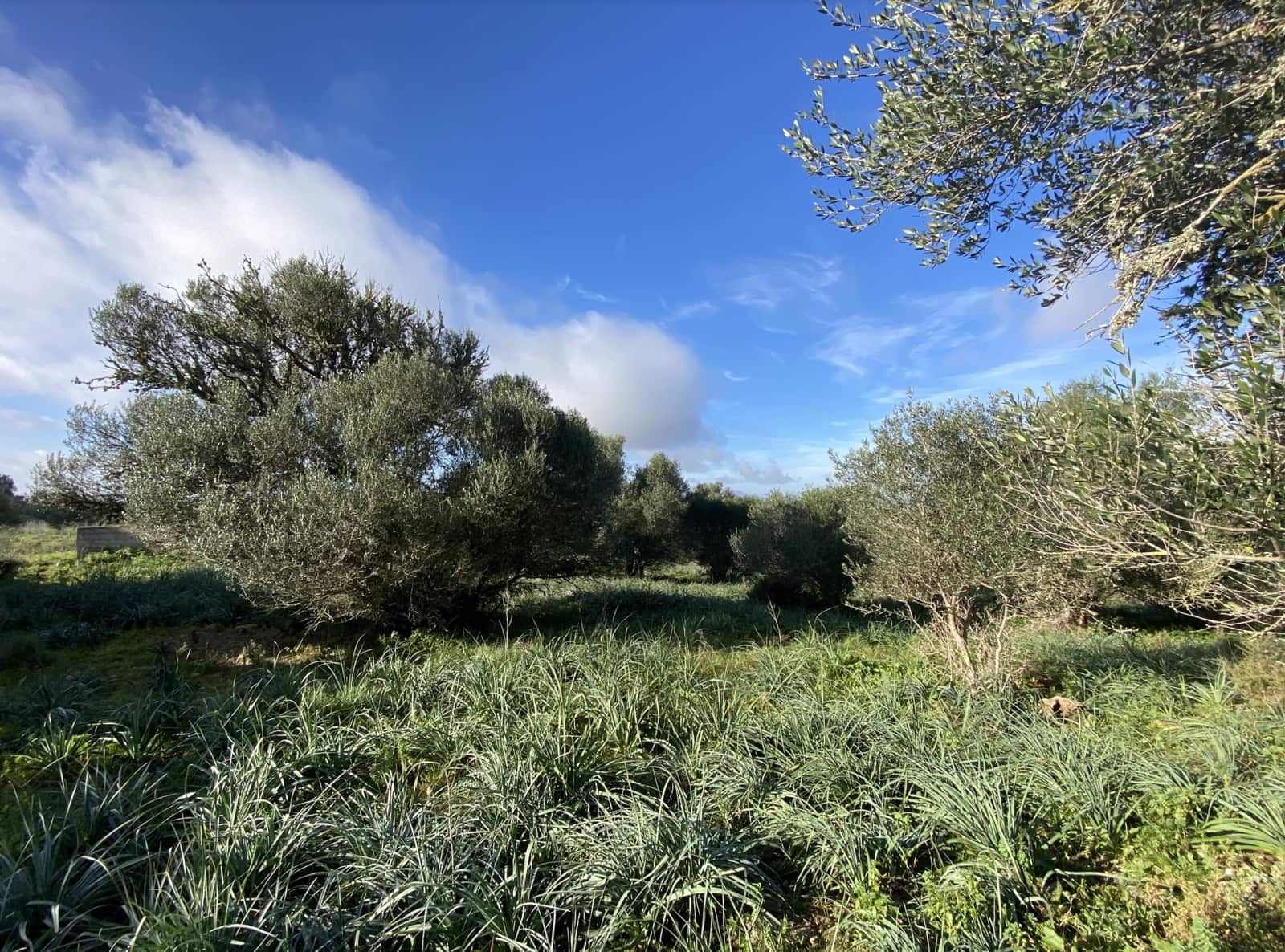 Apartment for sale in Son Macia - € 515,000 (Ref: 7332333)