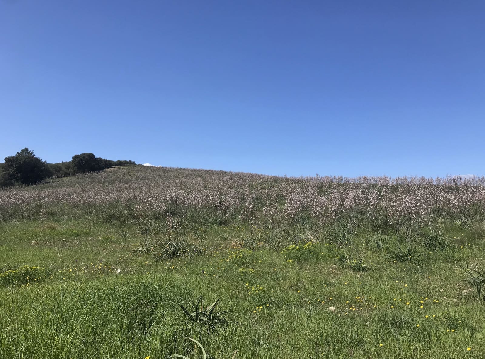 Grunde uden byggetilladelser til salg i Petra - € 700.000 (Ref: 7515600)