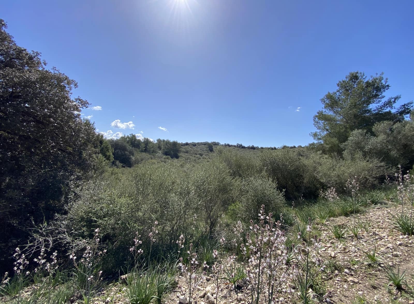 Grunde uden byggetilladelser til salg i Petra - € 700.000 (Ref: 7515600)