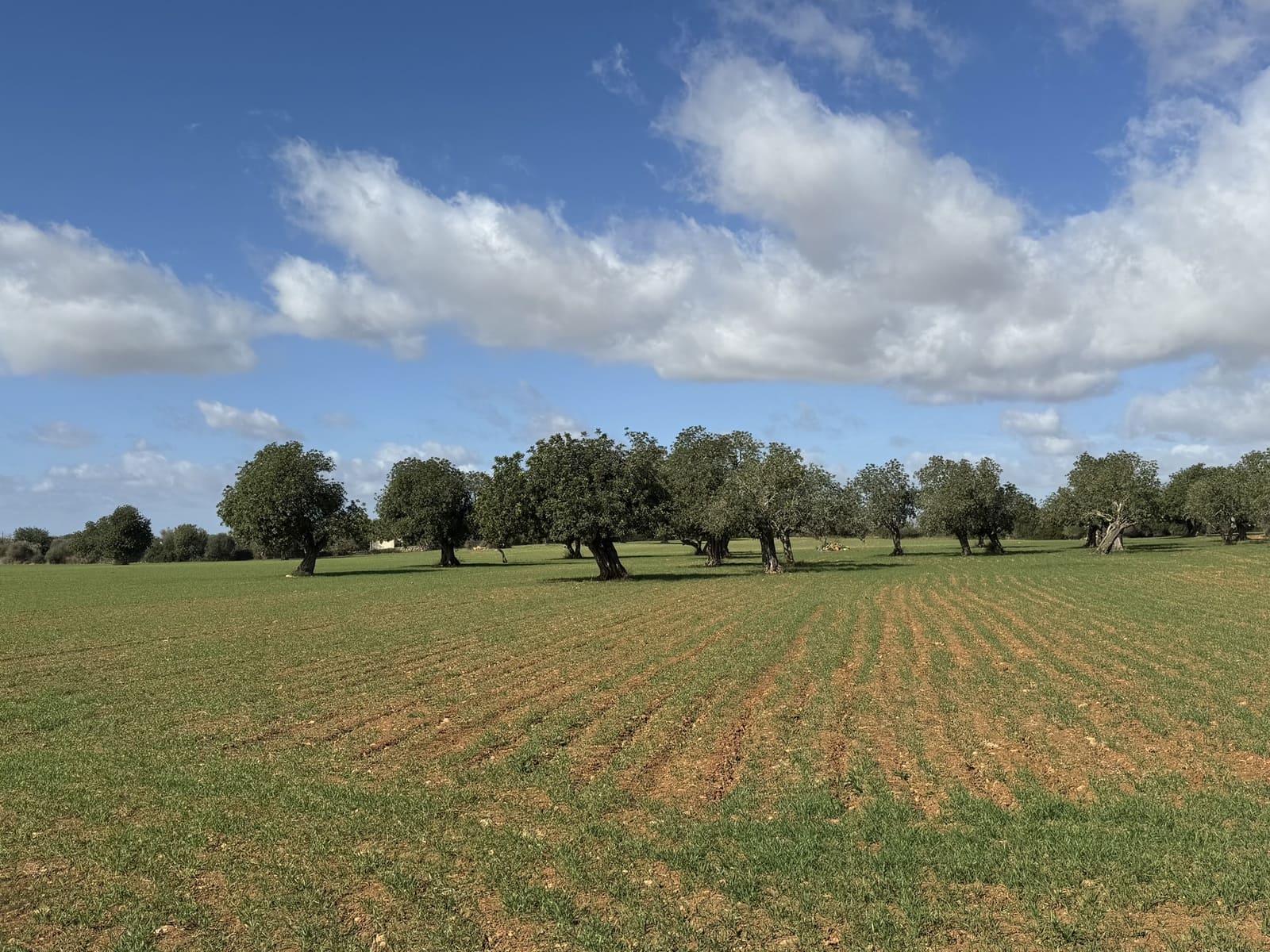 Terreno Non Edificato in vendita in Cas Concos - 905.000 € (Rif: 8113011)