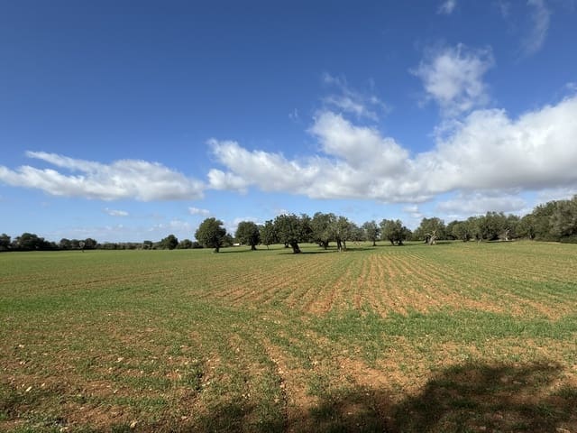 Terreno Não Urbanizado para venda em Cas Concos, Felanitx - 905 000 € (Ref: 8113011)