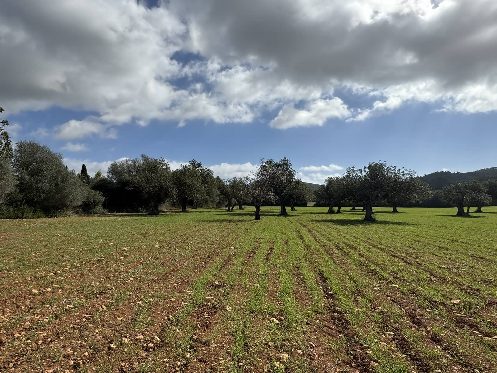 Terreno Non Edificato in vendita in Cas Concos - 905.000 € (Rif: 8113011)