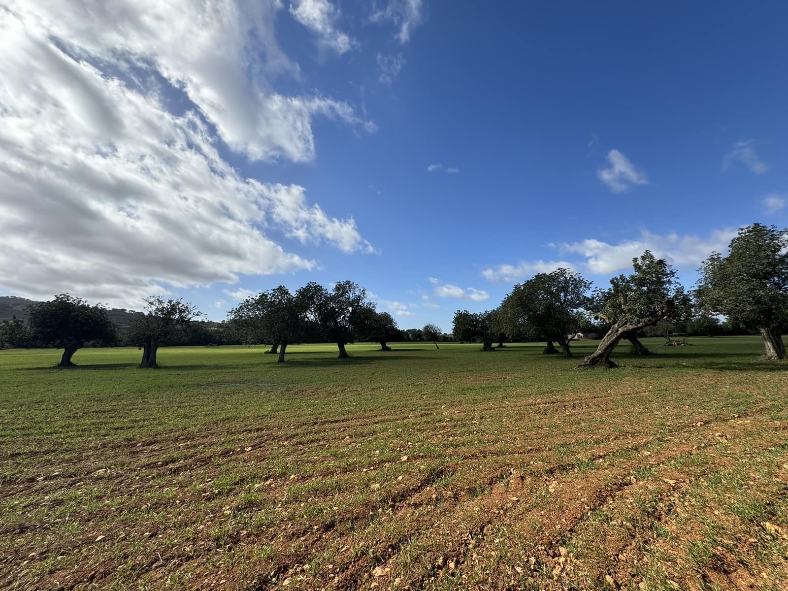 Terreno Non Edificato in vendita in Cas Concos - 905.000 € (Rif: 8113011)