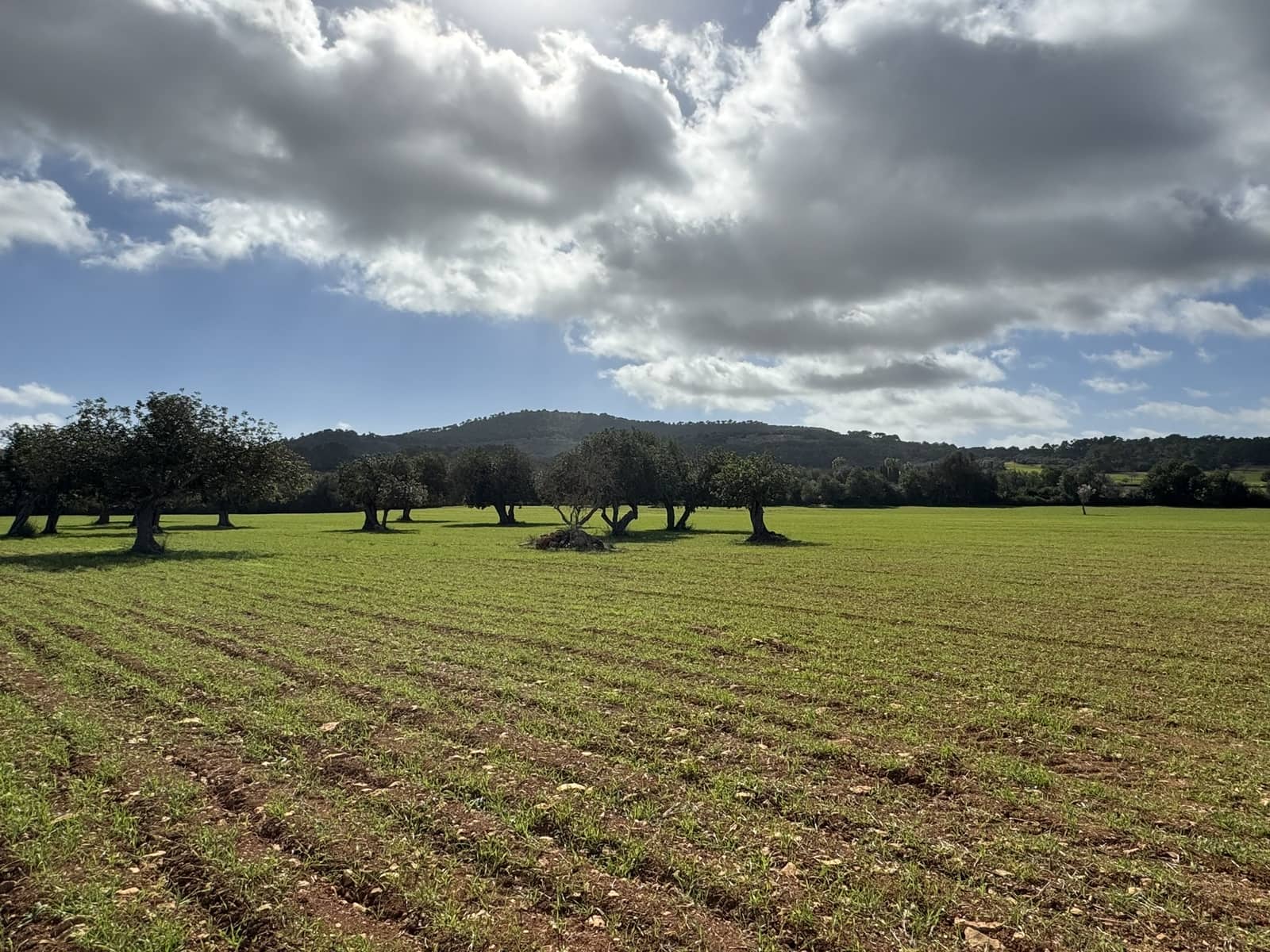 Terreno Non Edificato in vendita in Cas Concos - 905.000 € (Rif: 8113011)