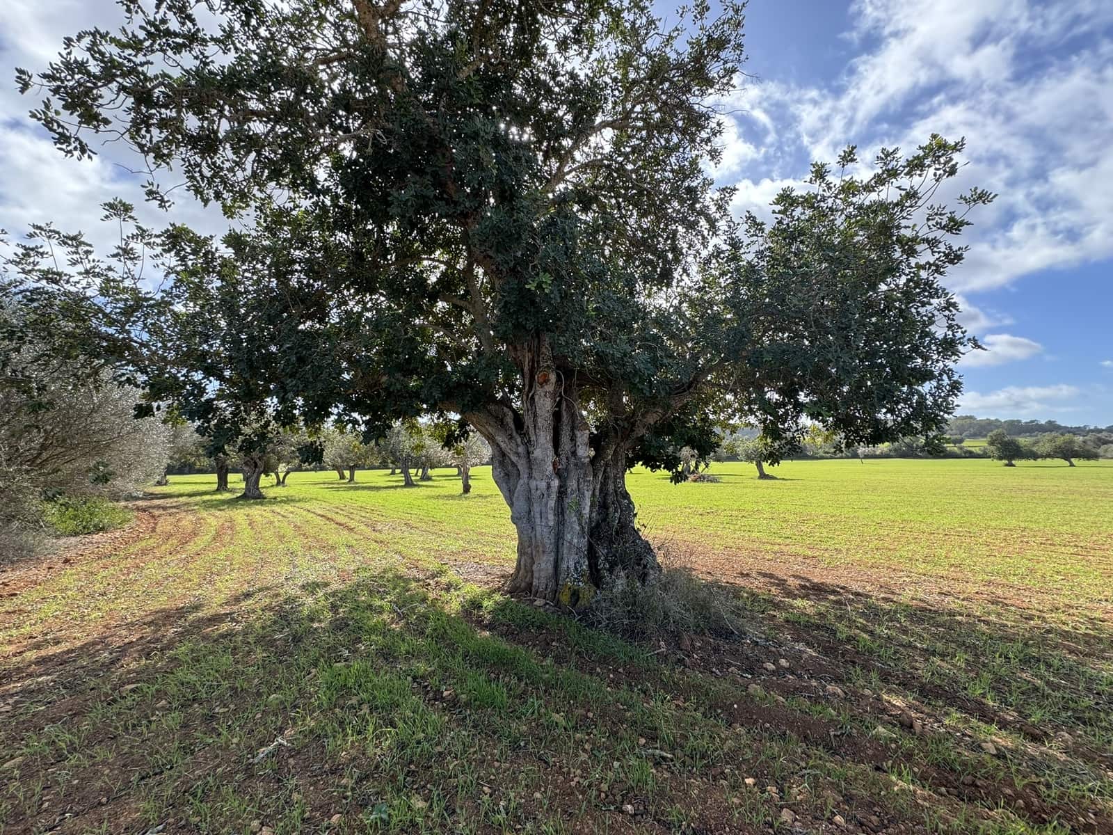 Terreno Non Edificato in vendita in Cas Concos - 905.000 € (Rif: 8113011)