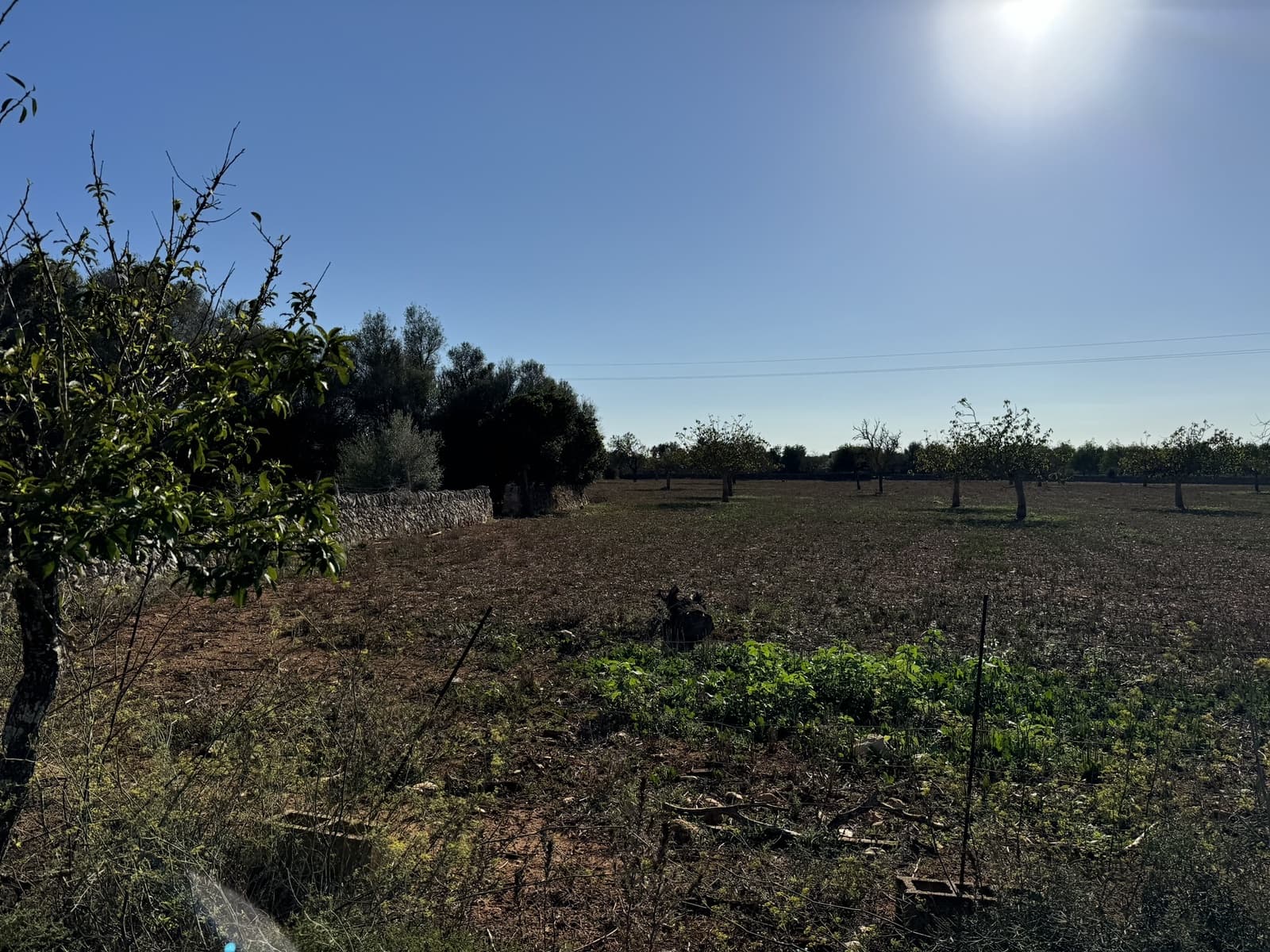 Finca/Casa Rural en Felanitx en venta - 1.750.000 € (Ref: 8590049)