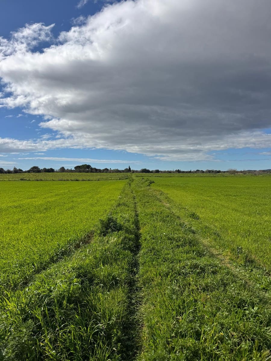 Building Plot for sale in Felanitx - € 160,000 (Ref: 9829631)