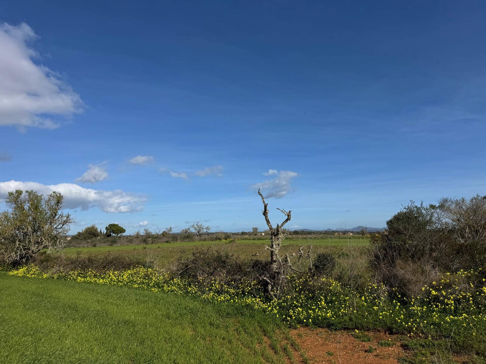 Building Plot for sale in Felanitx - € 160,000 (Ref: 9829631)