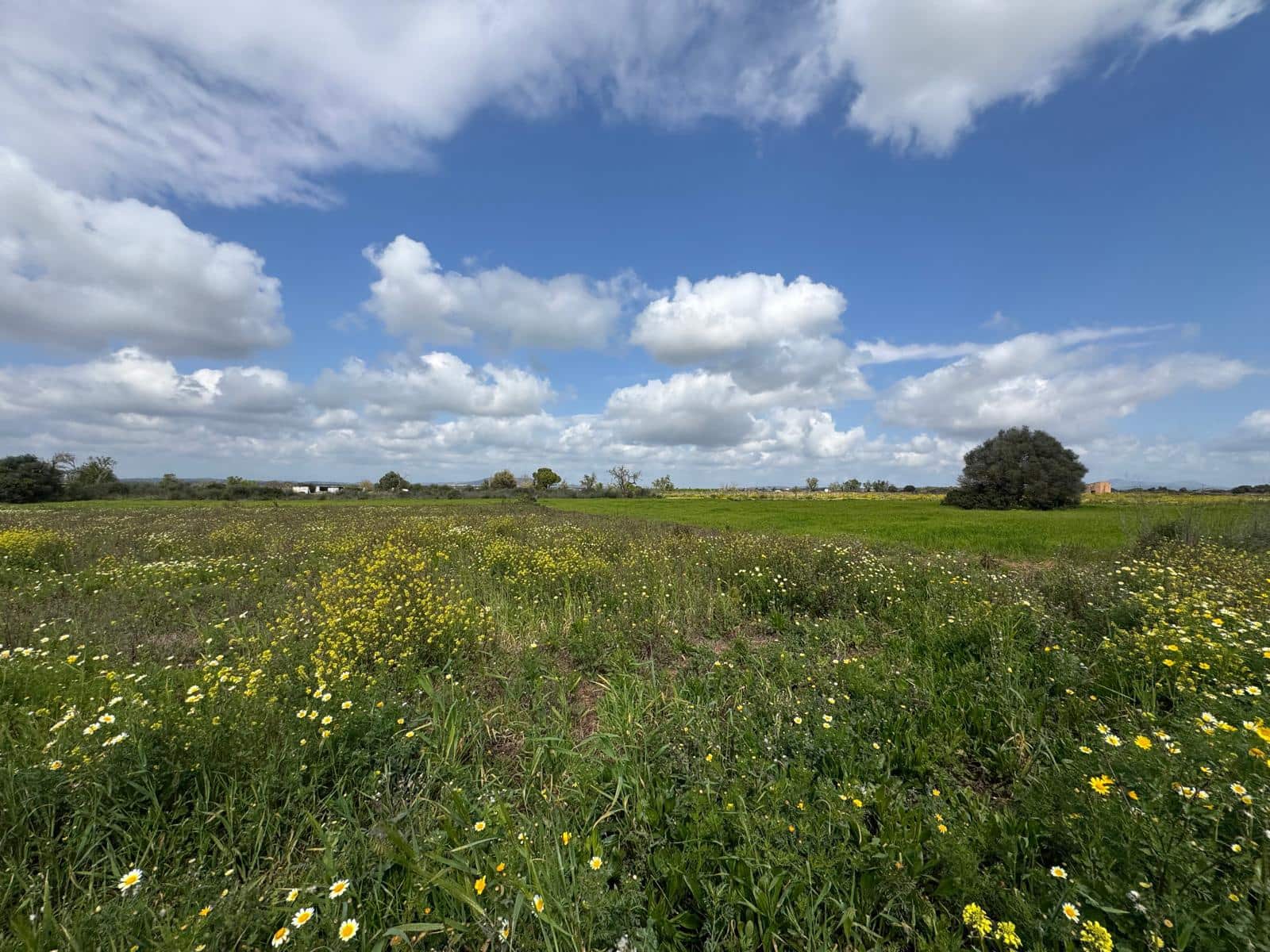Building Plot for sale in Felanitx - € 160,000 (Ref: 9829631)