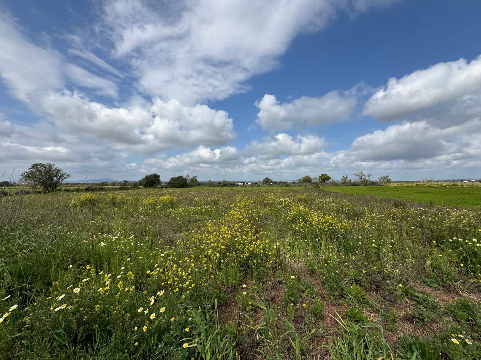 Building Plot for sale in Felanitx - € 160,000 (Ref: 9829631)