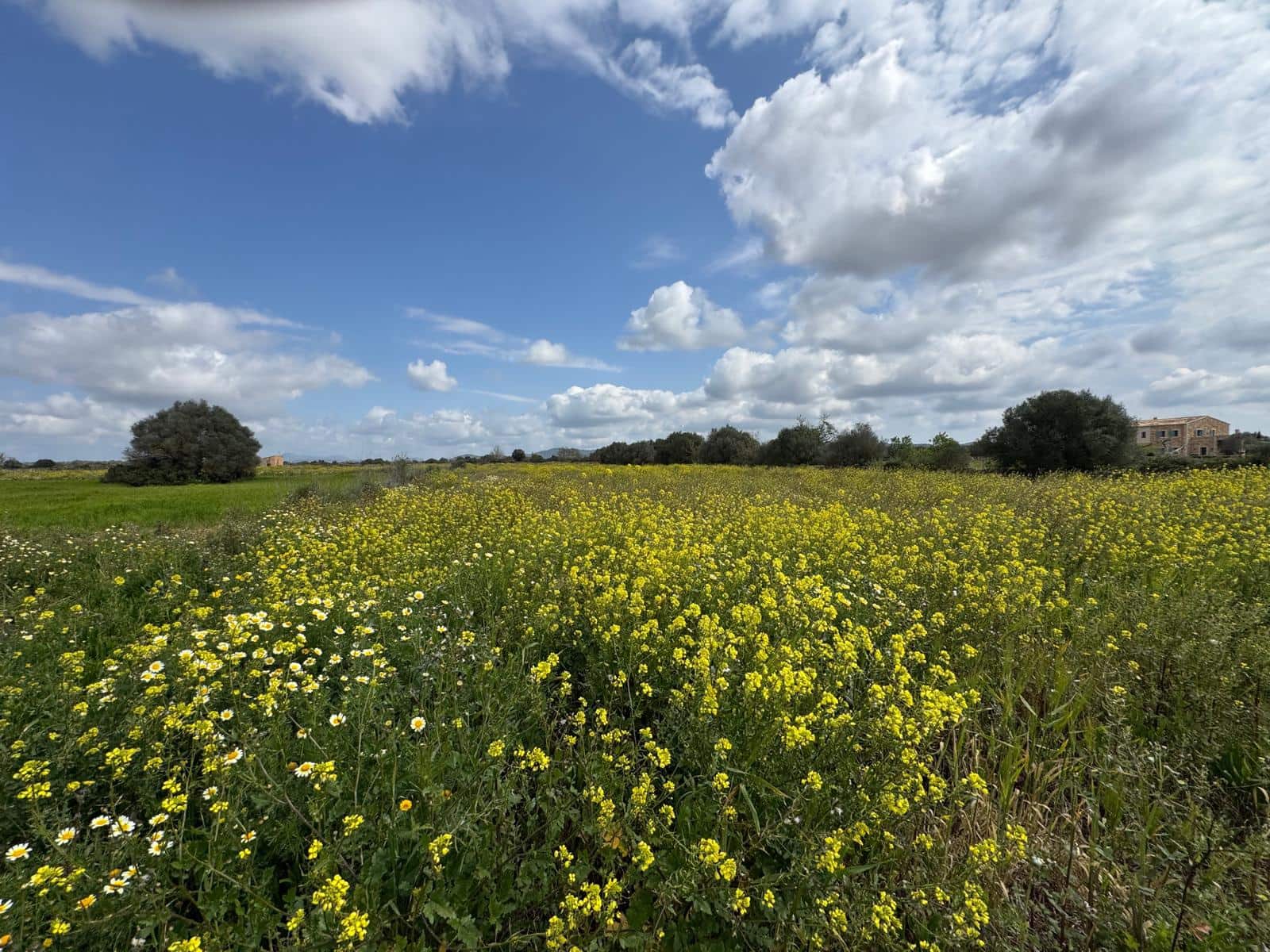 Building Plot for sale in Felanitx - € 160,000 (Ref: 9829631)