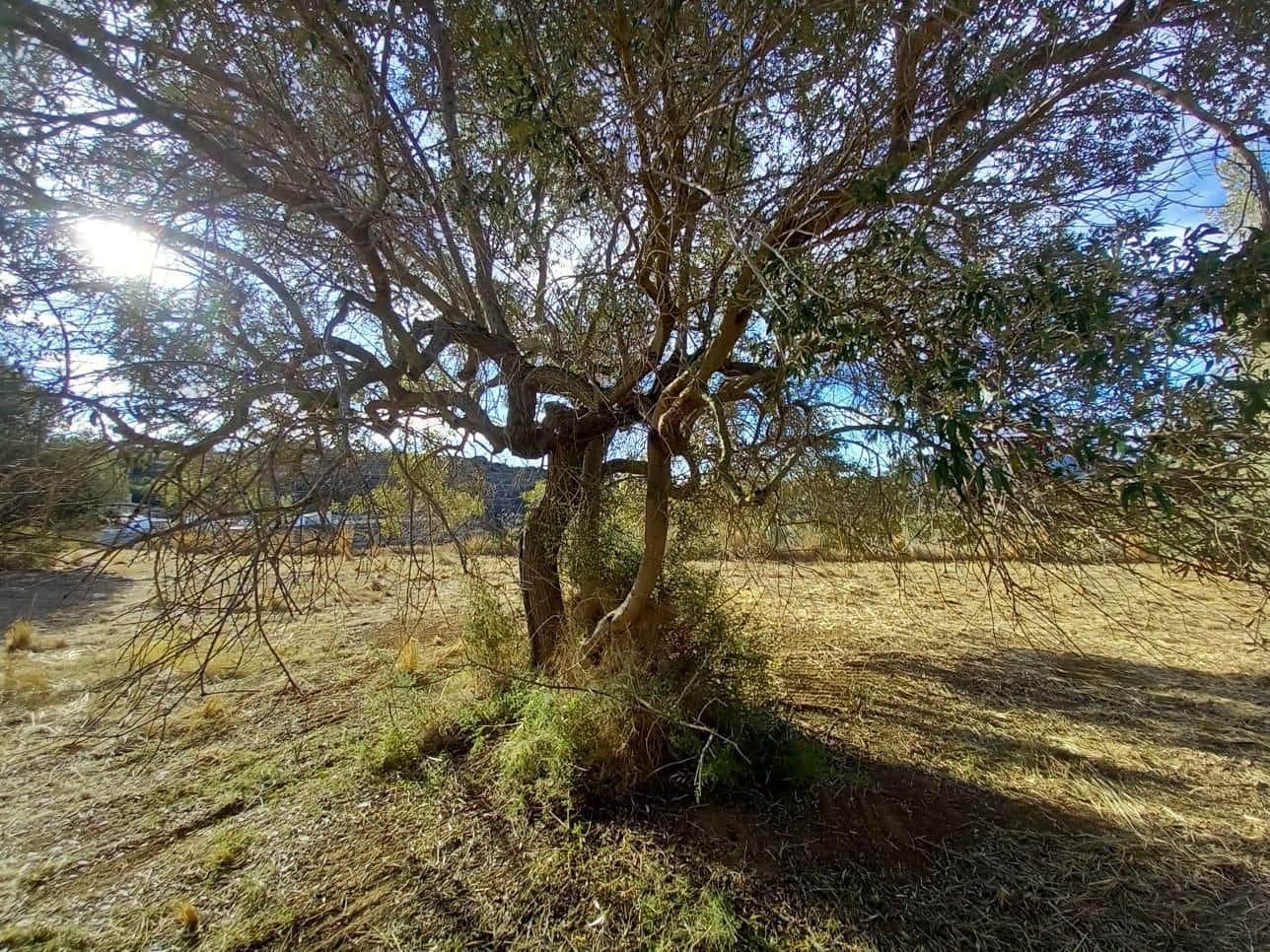 Finca/Hus på landet till salu i Benissa - 201 000 € (Ref: 9296148)