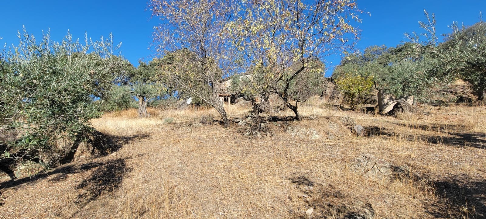Landgrundstück zu verkaufen in Trujillo - 17.500 € (Ref: 10176106)